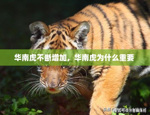 張皇無(wú)措