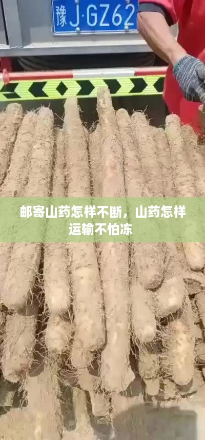 郵寄山藥怎樣不斷，山藥怎樣運(yùn)輸不怕凍 