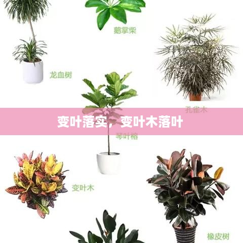 變?nèi)~落實(shí)，變?nèi)~木落葉 