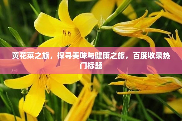 黃花菜之旅，探尋美味與健康之旅，百度收錄熱門標(biāo)題