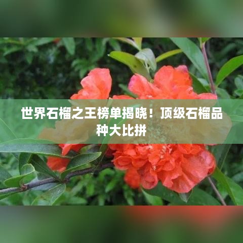 世界石榴之王榜單揭曉！頂級石榴品種大比拼